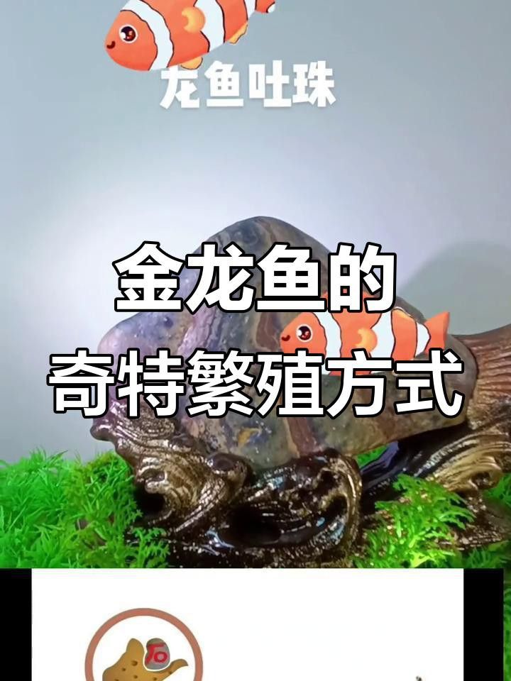 金龍魚繁殖期口孵行為視頻哪里看？