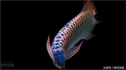 養一條龍魚每月花多少錢：養一條龍魚一個月需要多少錢？