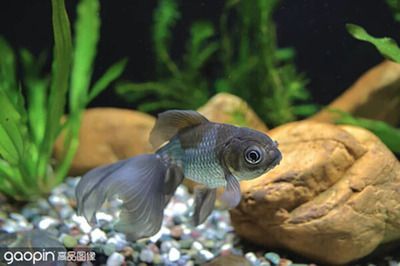 七彩銀龍魚可以和銀龍混養(yǎng)嗎（七彩銀龍魚與銀龍魚混養(yǎng)可能性取決于幾個關(guān)鍵因素）