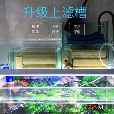 紅龍魚怎么養方法介紹一下圖片和價格視頻（紅龍魚怎么養方法介紹一下圖片和價格視頻）