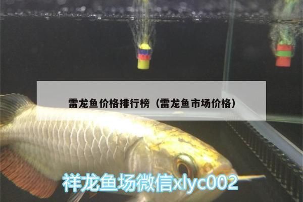 白化雷龍魚多少錢一條，白化雷龍魚多少錢一條白化雷龍魚飼養技巧分享