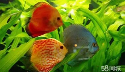 給龍魚清理魚缸的魚（如何給龍魚清洗魚缸）
