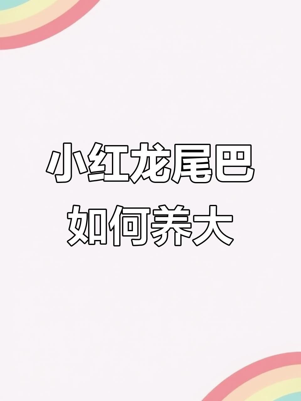 如何挑選健康的紅龍魚幼魚？