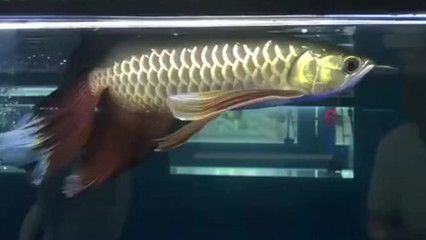 廣州變異鳳凰龍魚事件是真的嗎：全國唯一一條變異鳳凰龍魚被廣東土豪收入囊中