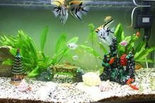 哪些魚種適合與招財貓和龍魚混養？