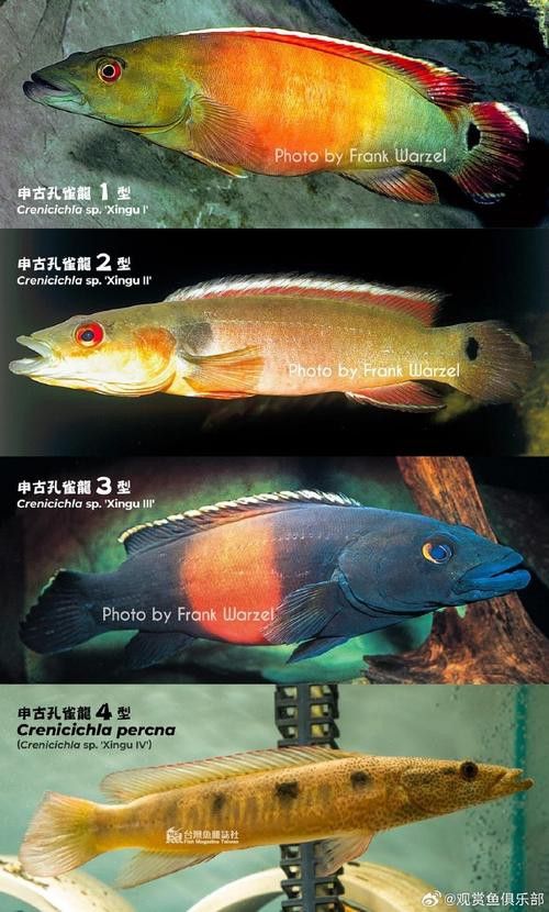 孔雀龍魚品種大全圖片及名稱