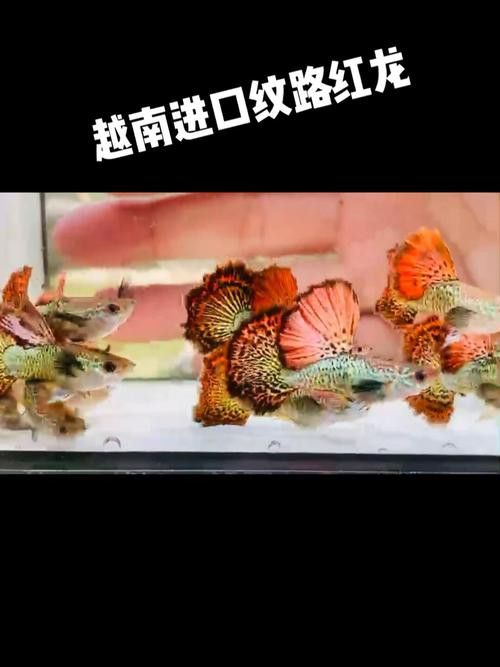孔雀龍魚品種大全圖片及名稱