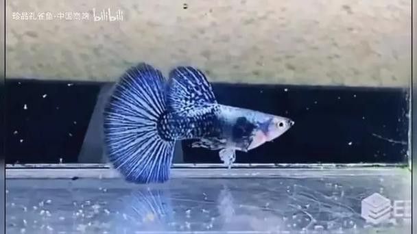 孔雀龍魚品種大全圖片及名稱