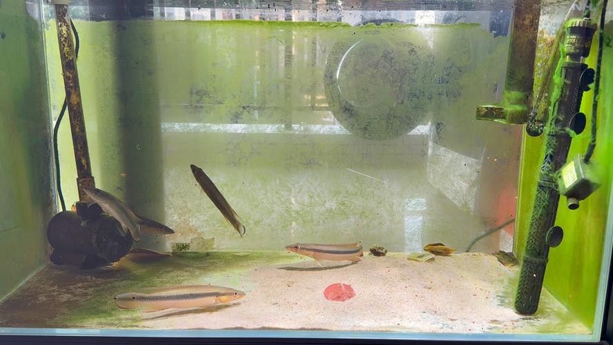 孔雀龍魚品種大全圖片及名稱