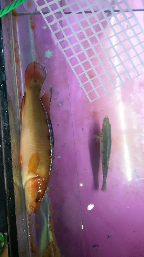 孔雀龍魚品種大全圖片及名稱