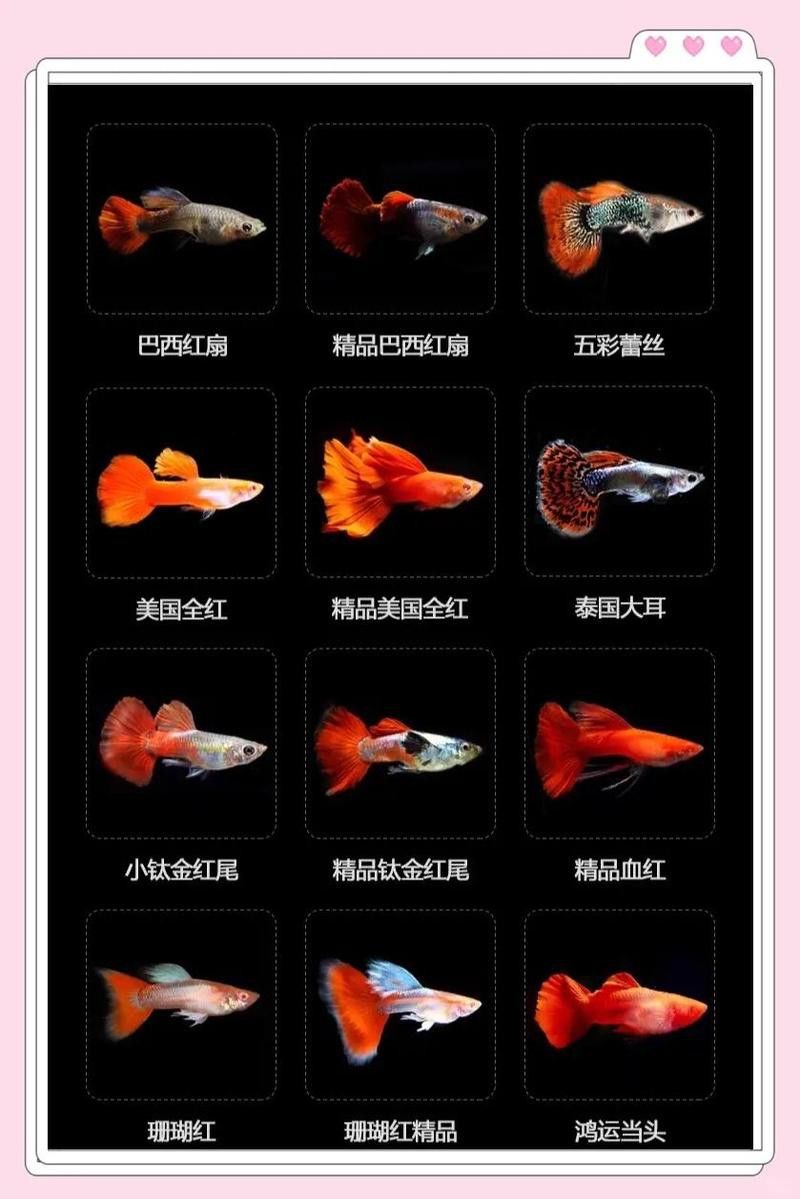 孔雀龍魚品種大全圖片及名稱