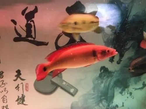 孔雀龍魚品種大全圖片及名稱