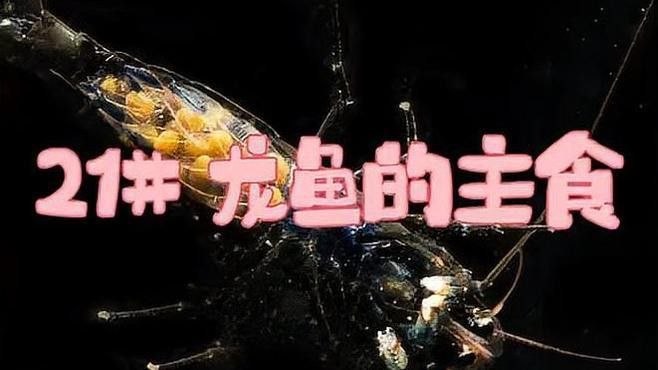 龍魚吃什么食物最好？