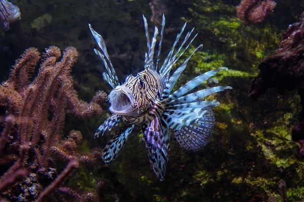 雙線(xiàn)側(cè)魚(yú)繁殖期間的水質(zhì)管理：雙線(xiàn)側(cè)魚(yú)繁殖期水溫調(diào)控技巧，雙線(xiàn)側(cè)魚(yú)繁殖期間水質(zhì)監(jiān)測(cè)方法