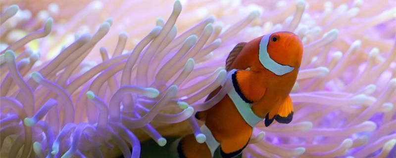 雙線(xiàn)側(cè)魚(yú)繁殖期間的水質(zhì)管理：雙線(xiàn)側(cè)魚(yú)繁殖期水溫調(diào)控技巧，雙線(xiàn)側(cè)魚(yú)繁殖期間水質(zhì)監(jiān)測(cè)方法