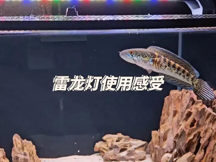紅色雷龍魚用什么燈好養呢