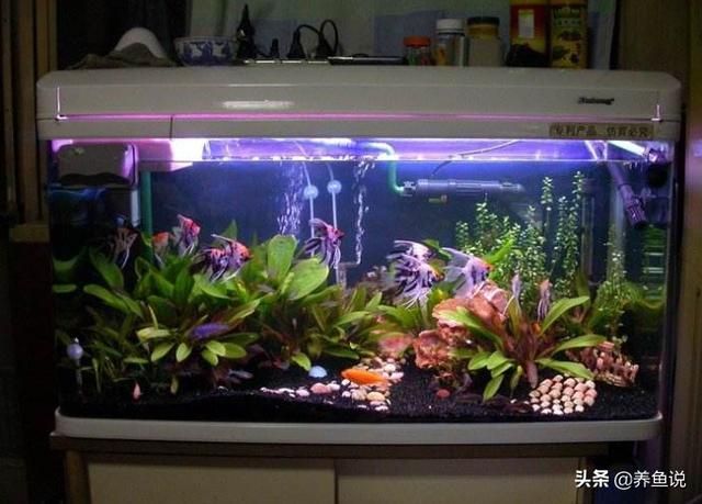 雨水可以直接養魚嗎雨水能養魚嗎養殖龍魚的注意事項：雨水可以養魚嗎