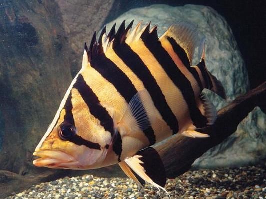 臺灣（臺北）虎魚，臺灣（臺北）虎魚的養(yǎng)殖技術(shù)