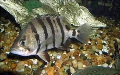 臺灣（臺北）虎魚，臺灣（臺北）虎魚的養(yǎng)殖技術(shù)