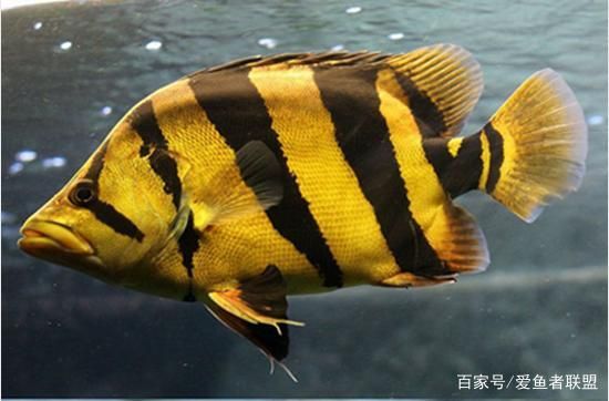 臺灣（臺北）虎魚，臺灣（臺北）虎魚的養(yǎng)殖技術(shù)