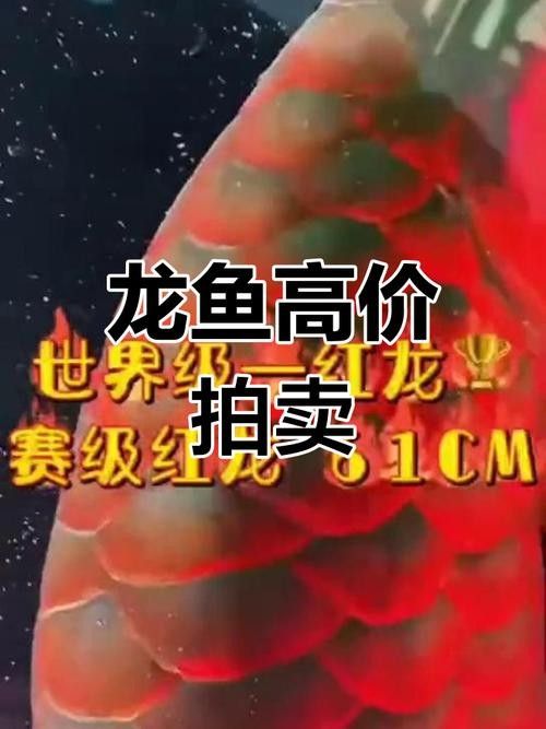 香港龍魚價格行情走勢分析