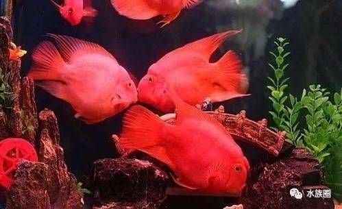 金魚跟龍魚混養：金魚和龍魚可以混養嗎？