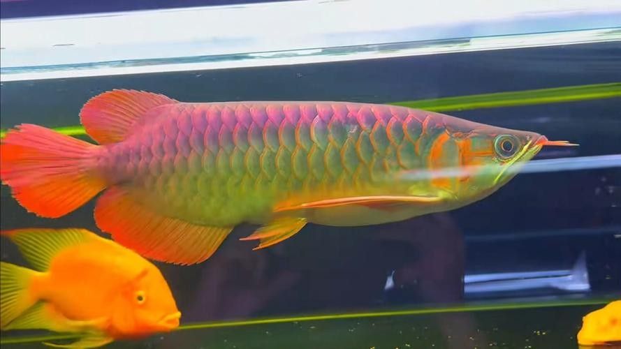 龍魚圖片 頭像 龍魚百科 第39張 龍魚圖片 頭像 龍魚圖片 頭像 龍魚百科 第39張