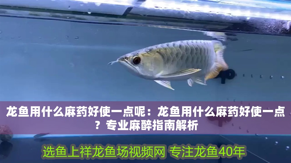 龍魚用什么麻藥好使一點呢：龍魚用什么麻藥好使一點？專業麻醉指南解析