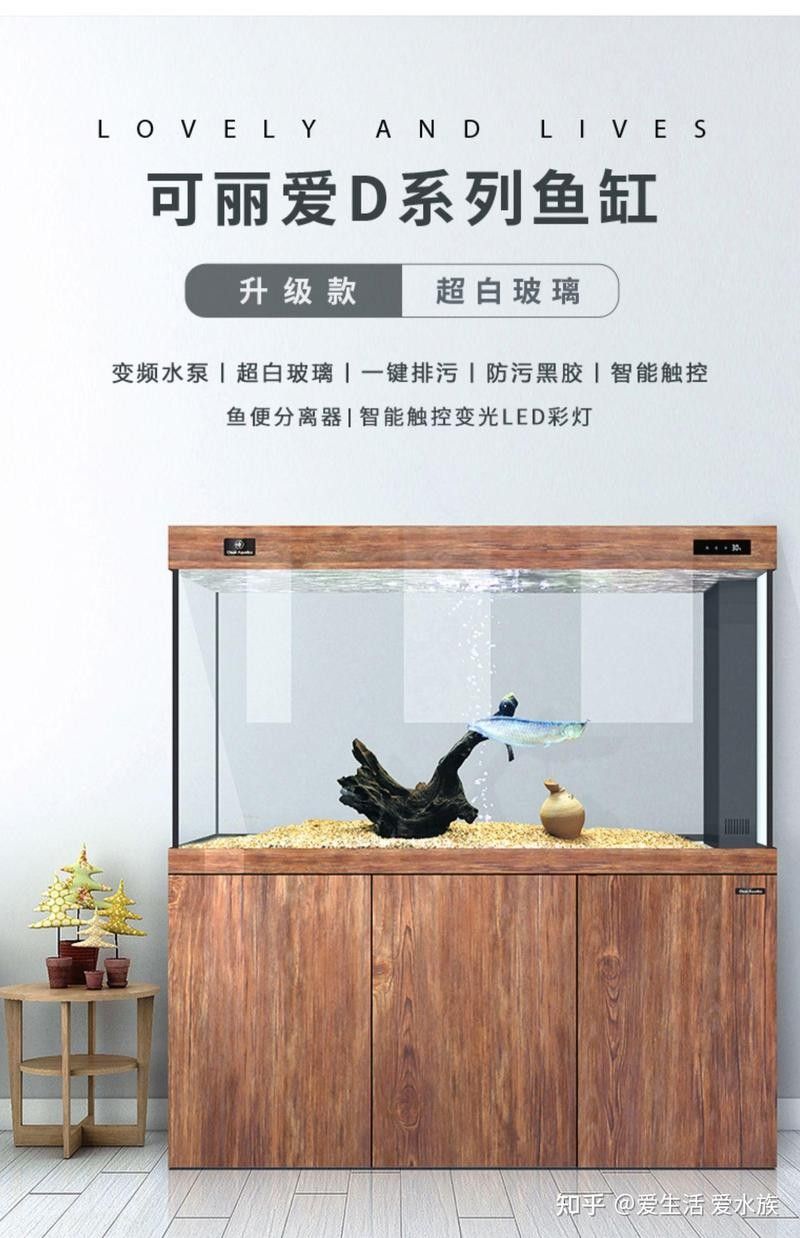 銀龍魚可以和金魚一起養嗎