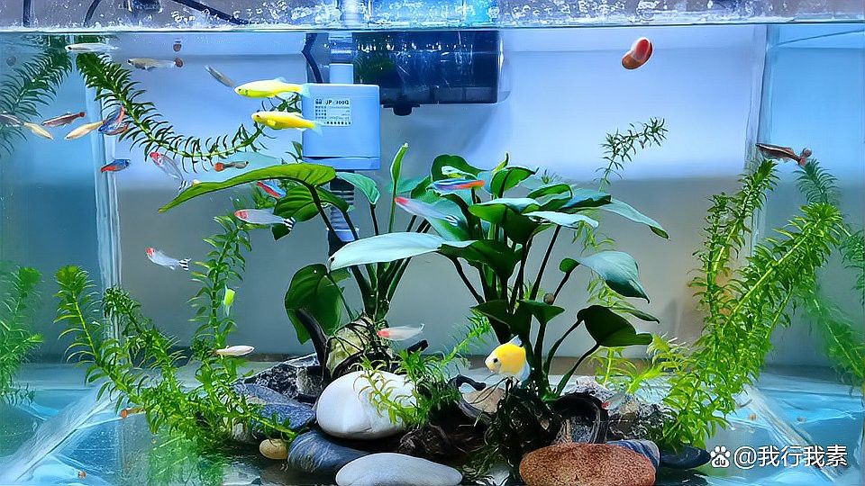 紅龍魚使用黃粉后需要換水嗎？
