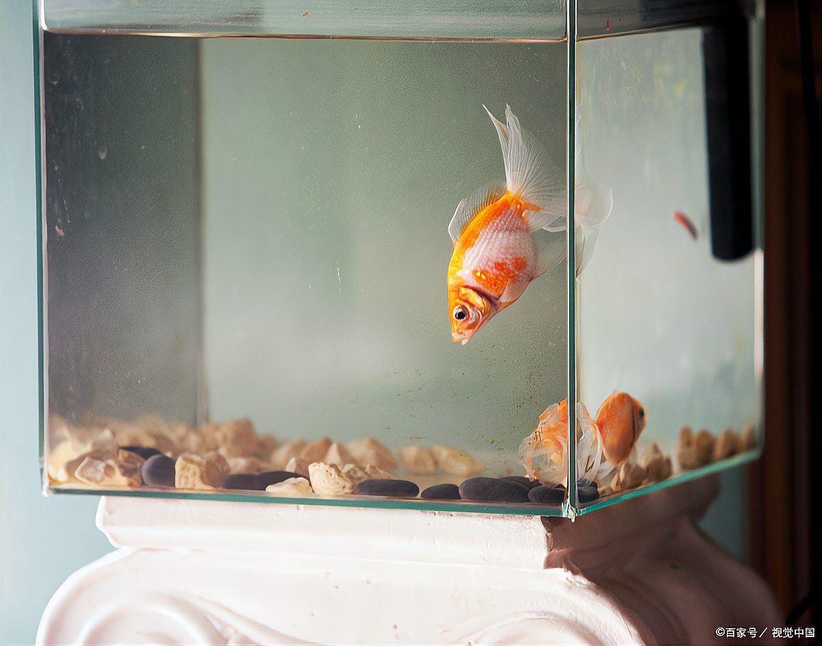 紅龍魚使用黃粉后需要換水嗎？