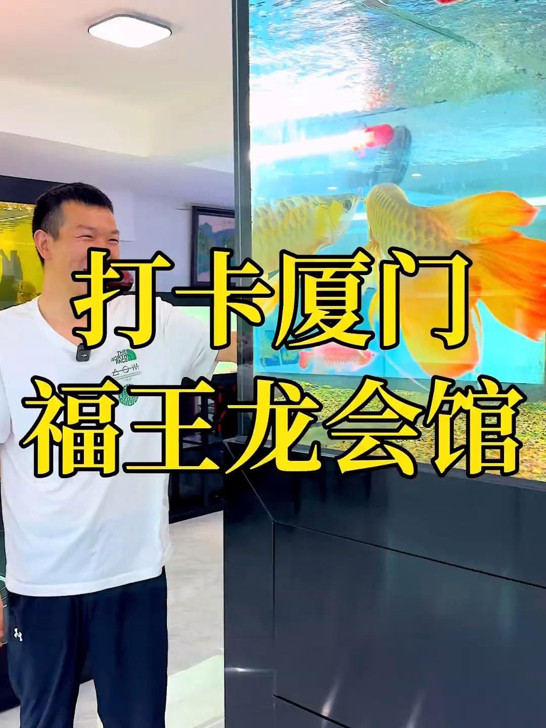 哪里可以買到純種龍魚？ 哪里可以買到純種龍魚？ 龍魚百科 第2張