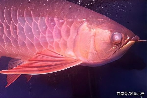 龍魚眼睛有點白膜怎么回事圖片
