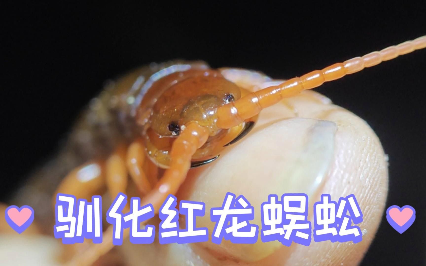 紅龍蜈蚣的攻擊性有多強？