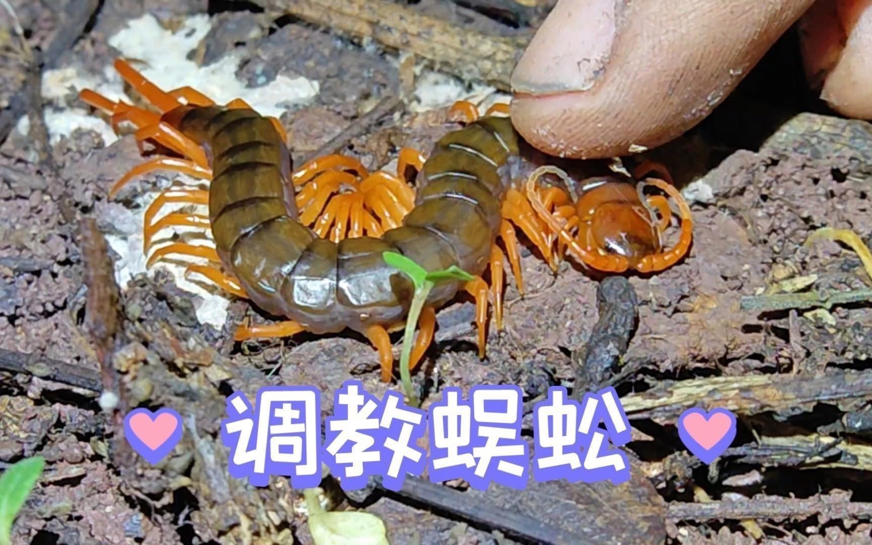 紅龍蜈蚣的攻擊性有多強？