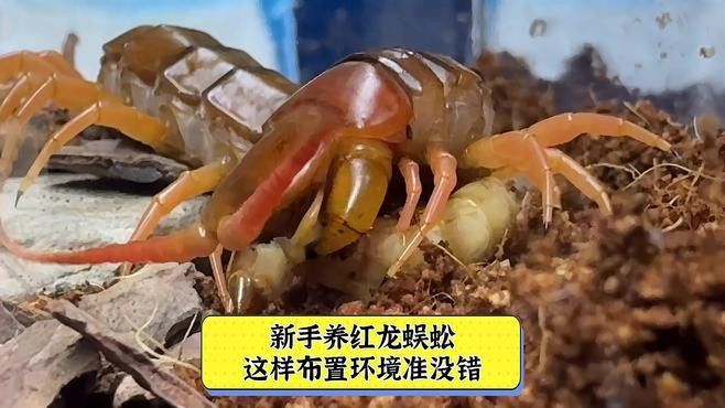 紅龍蜈蚣的攻擊性有多強？
