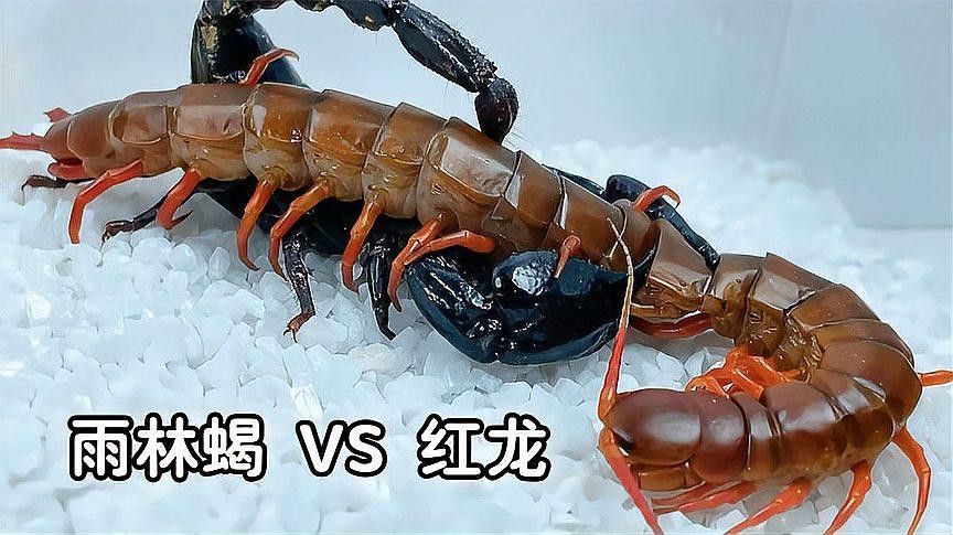 紅龍蜈蚣的攻擊性有多強？
