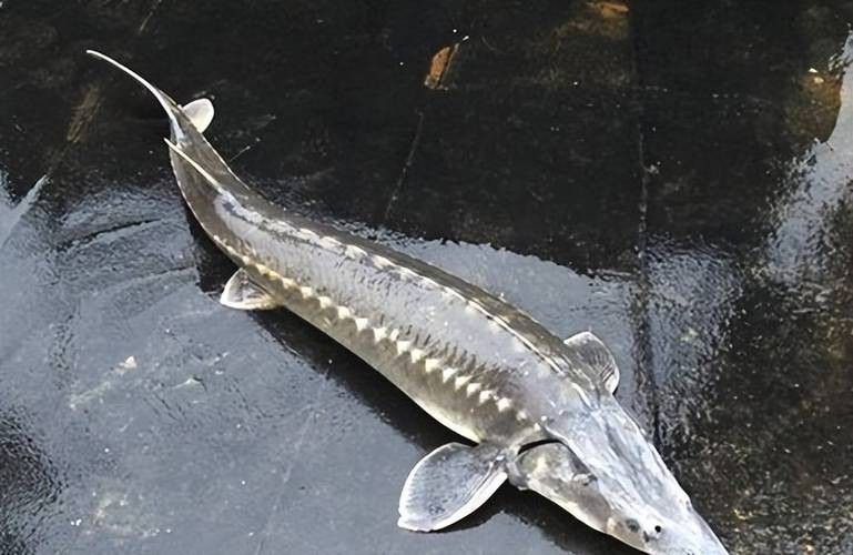 中華鱘和鱘龍魚圖片