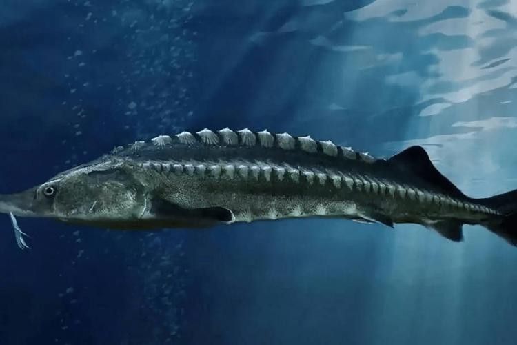 中華鱘和鱘龍魚圖片