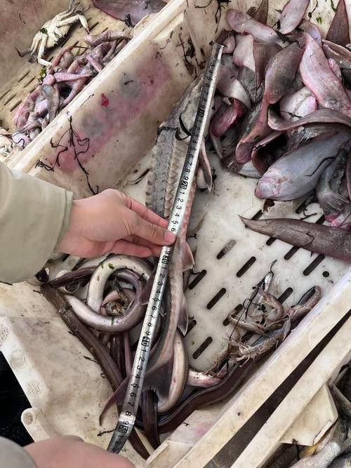 中華鱘和鱘龍魚圖片