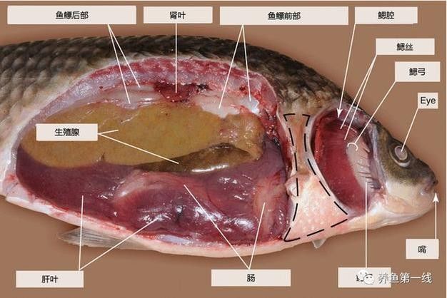 龍魚雌雄結構圖片