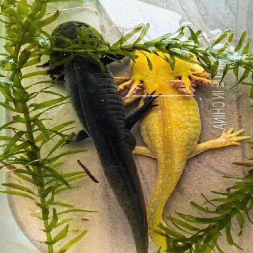 六角恐龍魚怎么分辨公母？