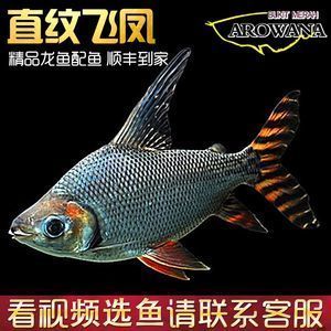 紅龍福龍魚批發：關于紅龍福龍魚批發及貨源基地的一些信息