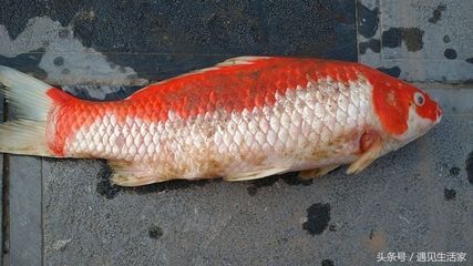 常見觀賞魚的圖片及其相關信息，觀賞魚的圖片及其相關信息：常見觀賞魚有哪些圖片及其相關信息