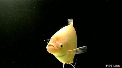 治療龍魚腸胃哪種藥最好使：招財魚和銀龍魚可以一起養嗎？