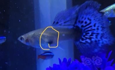 龍魚可以用亞甲基藍嗎：龍魚可以使用亞甲基藍嗎 龍魚可以用亞甲基藍嗎：龍魚可以使用亞甲基藍嗎 龍魚百科 第2張