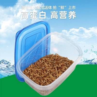 金龍魚一天吃多少大麥蟲：金龍魚喂食量取決于其大小和年齡以下是具體的信息