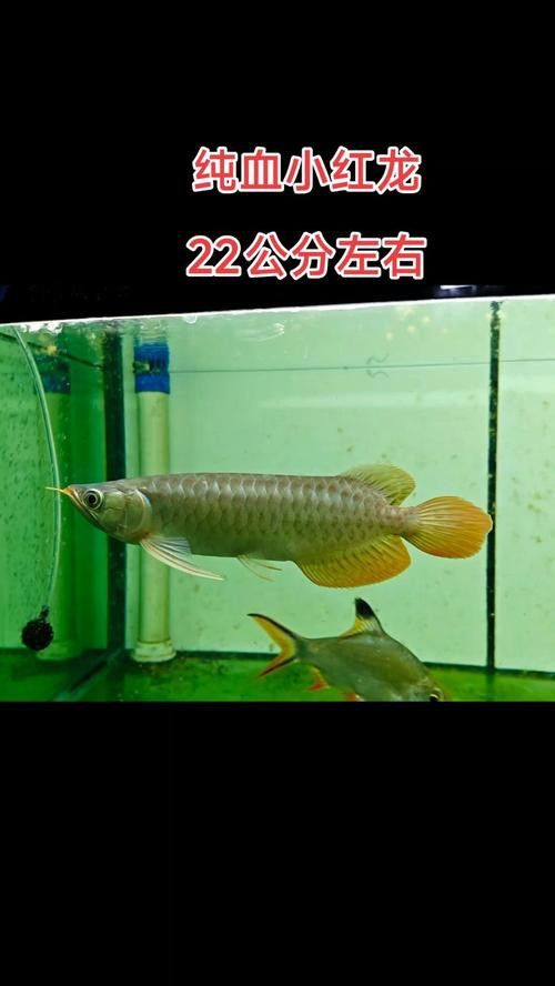 如何辨別純血紅龍魚的品質(zhì)？