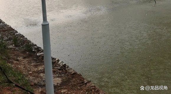 紅龍魚受到重金屬污染后如何處理？