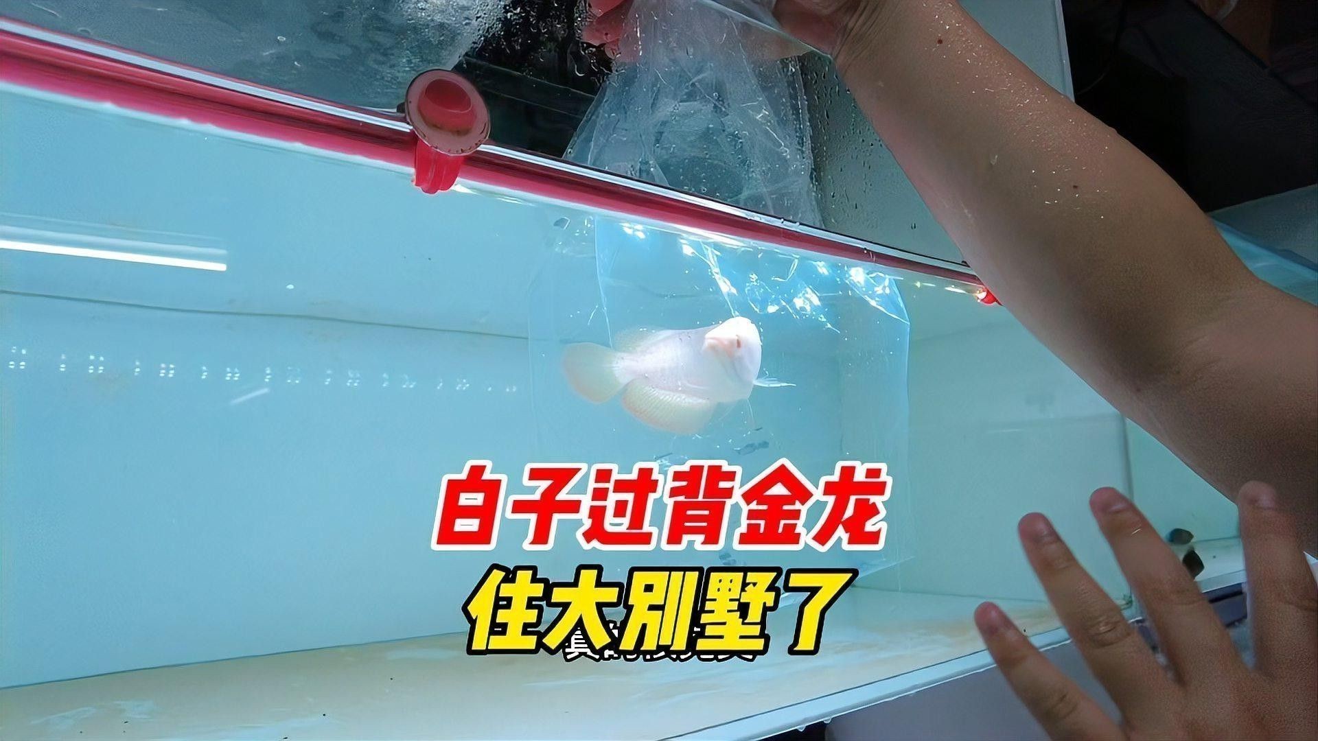 五彩金龍魚圖片大全大圖 五彩金龍魚圖片大全大圖 龍魚百科 第23張